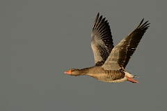 David Plant Photography - Wildlife Photography - Greylag goose - F